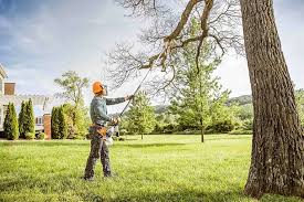 How Our Tree Care Process Works  in Hollister, MO